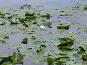 Read more about the article 19 June 2024