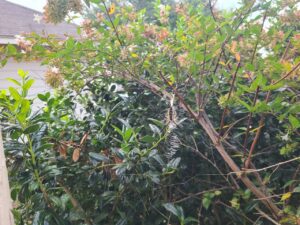 Read more about the article 20 July 2024