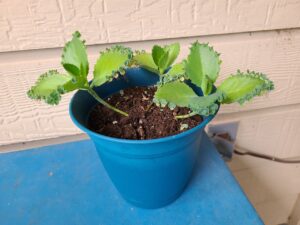 Read more about the article 21 July 2024