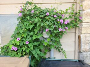 Read more about the article 27 July 2024