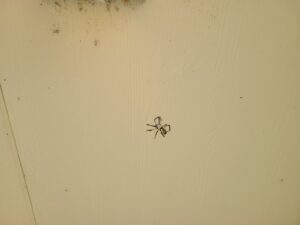 Read more about the article 15 August 2024