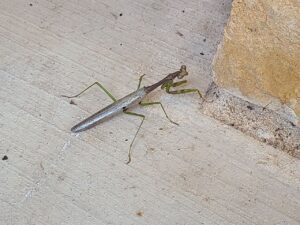 Read more about the article 10 August 2024